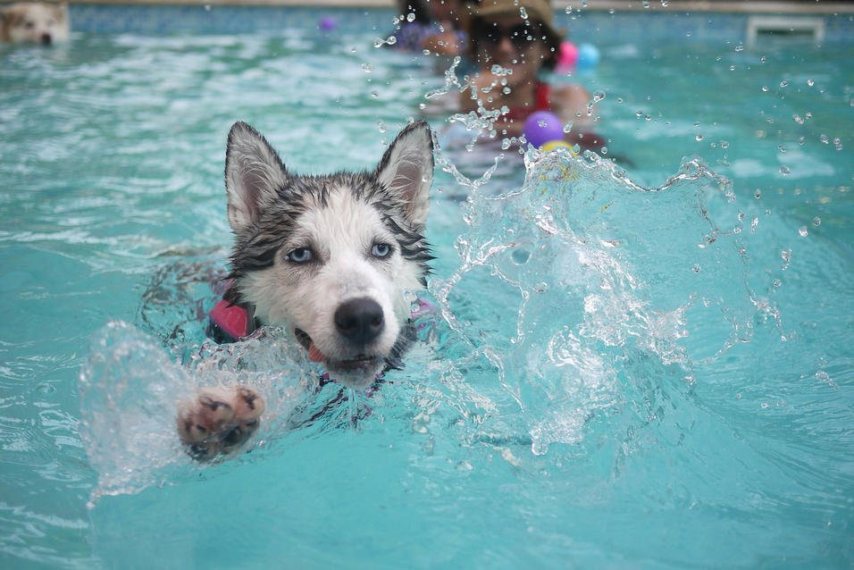 Husky piscina
