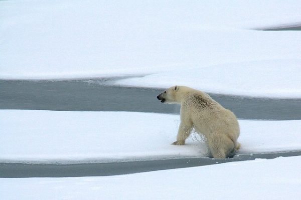 oso polar Rusia